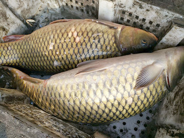 松花湖活鯉魚